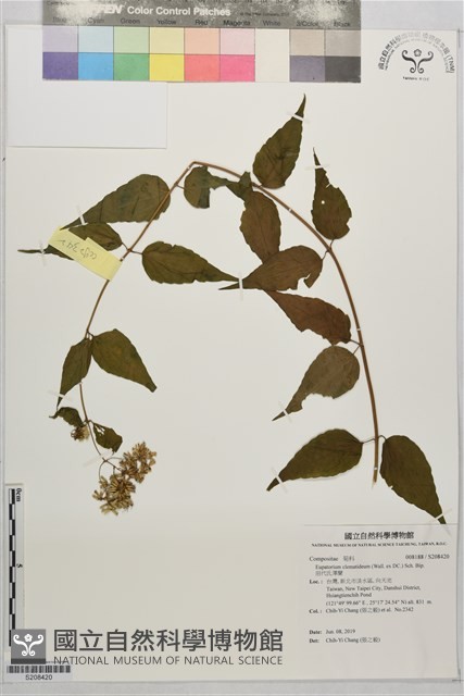田代氏澤蘭藏品圖，第1張