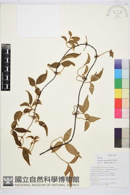 滑葉藤藏品圖，第1張