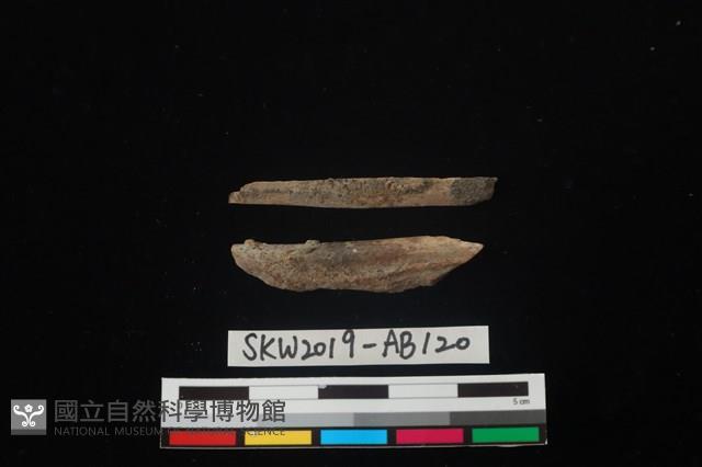 獸骨藏品圖，第1張