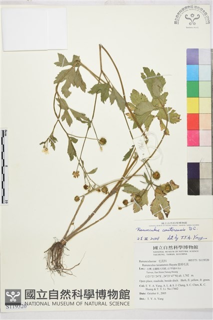 水辣菜、禺毛茛藏品圖，第1張