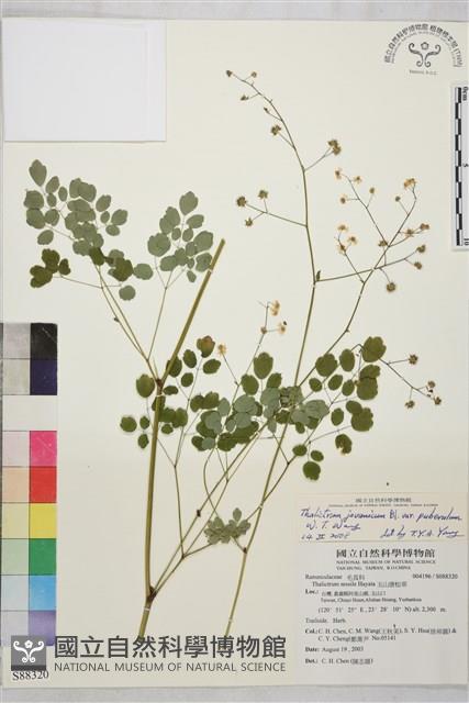 微毛爪哇唐松草藏品圖，第1張