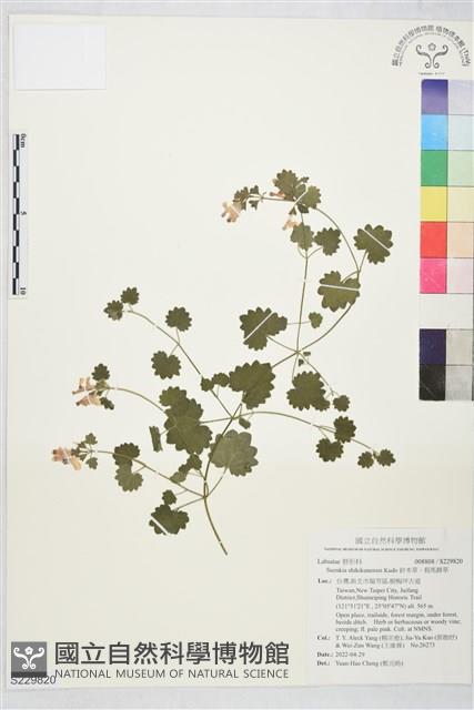 鈴木草、假馬蹄草藏品圖，第1張