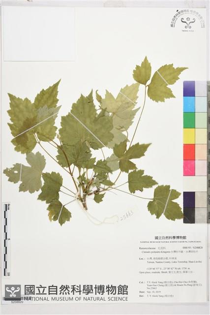 台灣牡丹藤、台灣草牡丹藏品圖，第1張