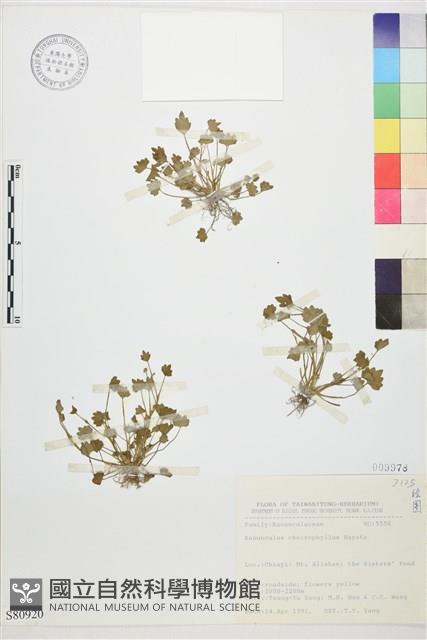 掌葉毛茛藏品圖，第1張