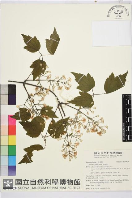 串鼻龍藏品圖，第1張