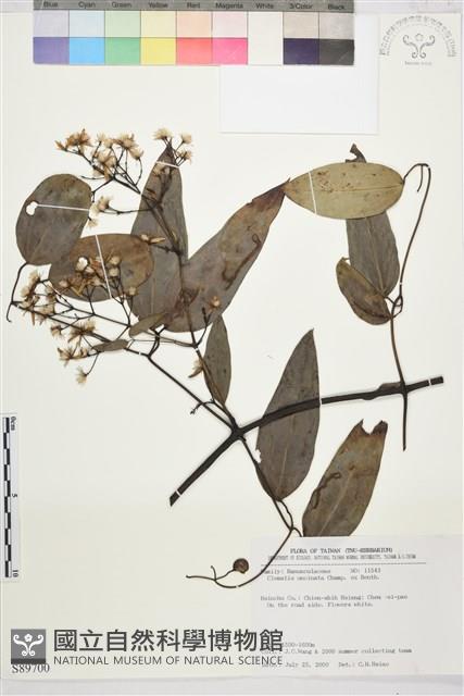 柱果鐵線蓮藏品圖，第2張