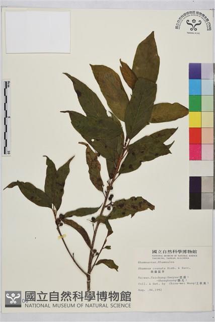 鈍齒鼠李藏品圖，第1張