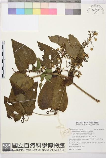 田代氏鐵線蓮藏品圖，第1張