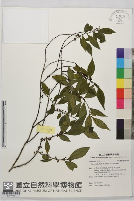 光葉柃木、細齒葉柃藏品圖，第1張