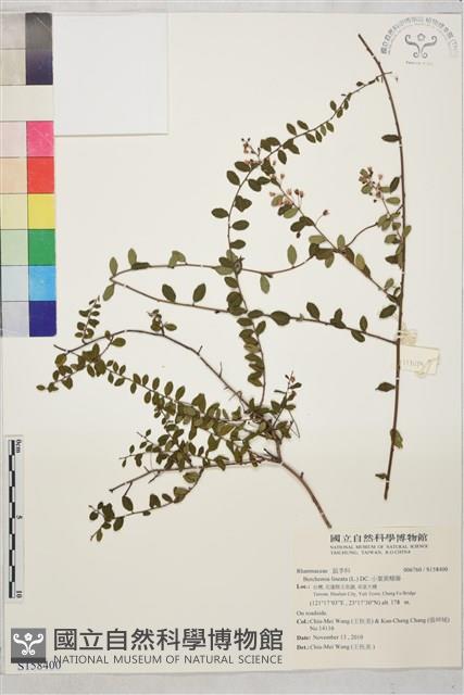 小葉黃鱔藤藏品圖，第1張