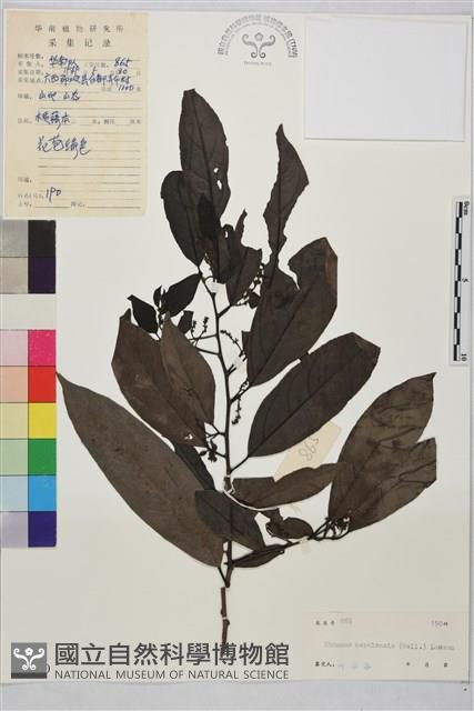 尼布魯鼠李藏品圖，第1張