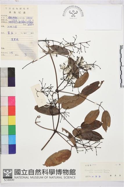 革葉鐵線蓮藏品圖，第1張