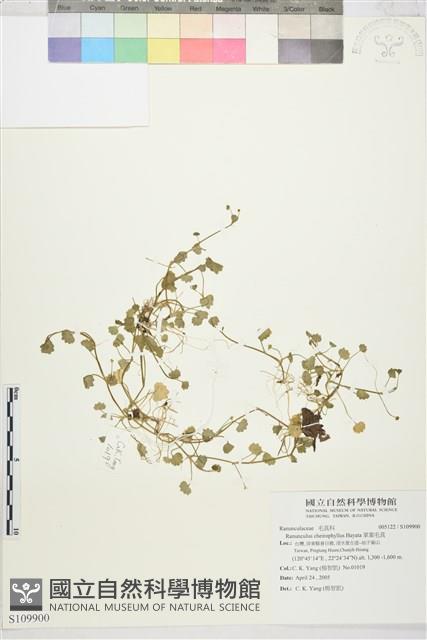 掌葉毛茛藏品圖，第1張