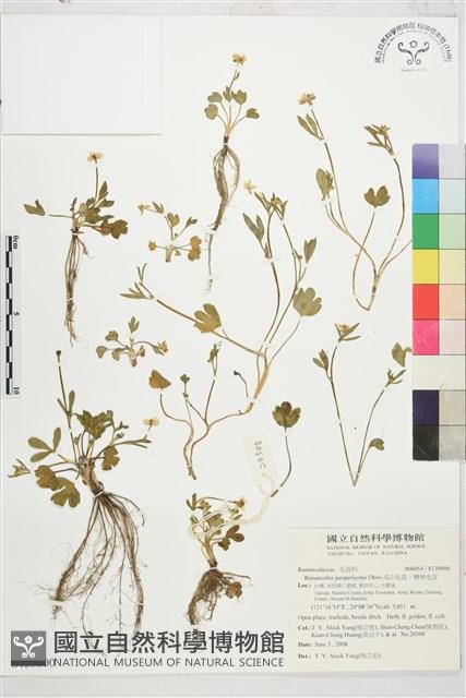 高山毛茛、檜林毛茛藏品圖，第1張