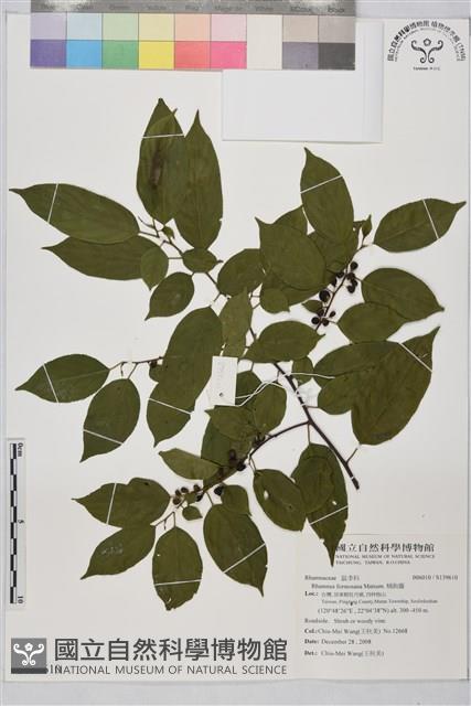 桶鉤藤藏品圖，第1張