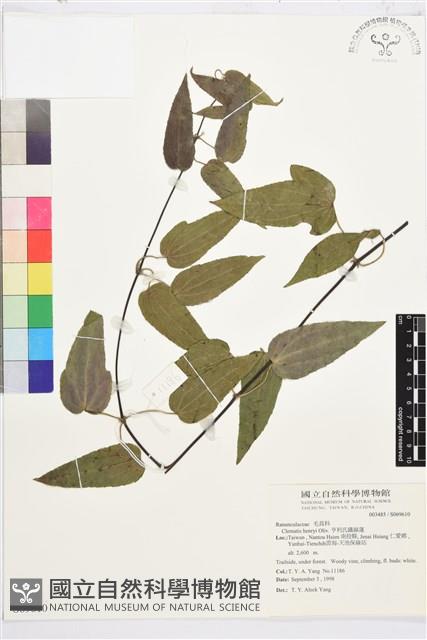 亨利氏鐵線蓮藏品圖，第1張