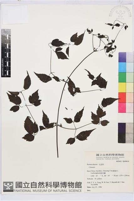 登錄號:S049610藏品圖，第1張