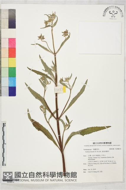 濱海馬鞭草藏品圖，第1張