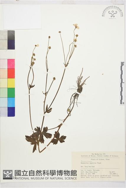 毛茛藏品圖，第1張