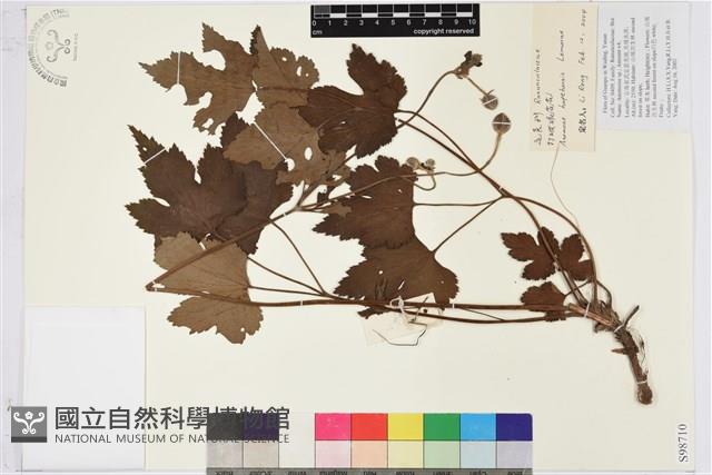 打破碗花花藏品圖，第1張