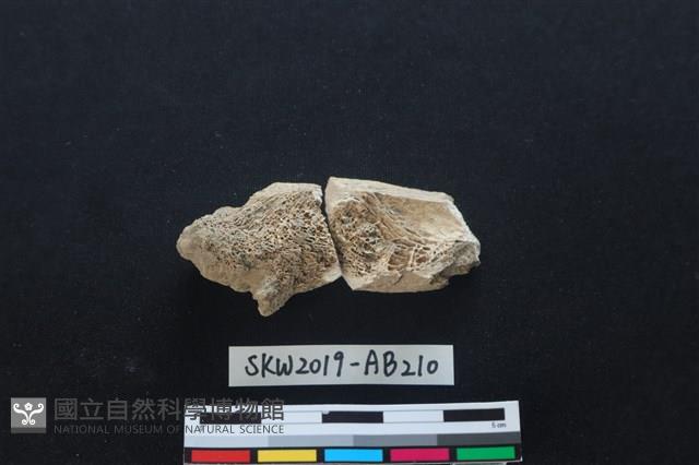 獸骨藏品圖，第1張