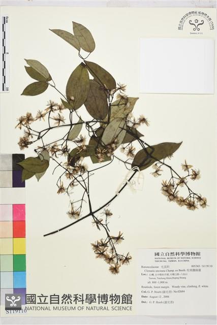 柱果鐵線蓮藏品圖，第1張