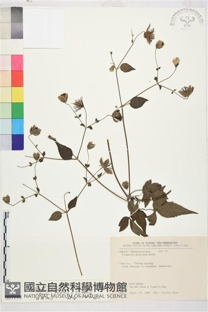 巴氏鐵線蓮藏品圖，第1張