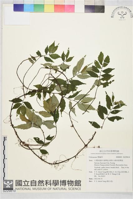 登錄號:S229810藏品圖，第1張