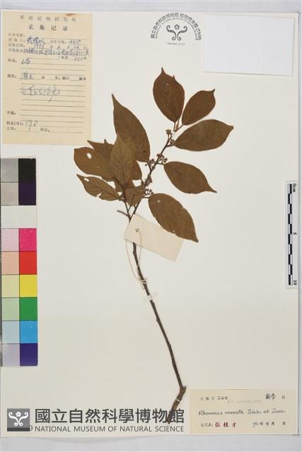 鈍齒鼠李藏品圖，第2張