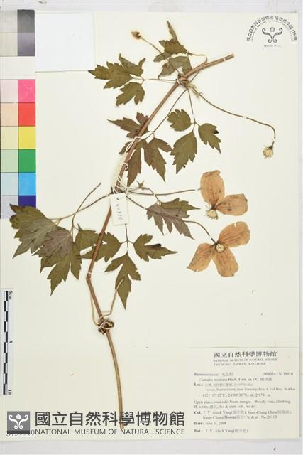 繡球藤藏品圖，第4張