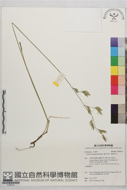 葦狀羊茅、葦葉羊茅藏品圖，第1張