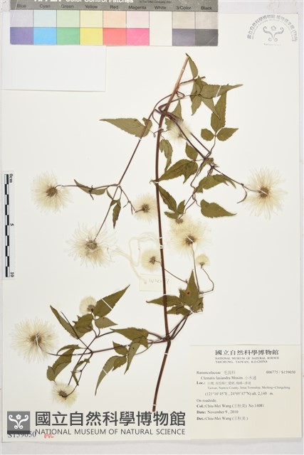 小木通藏品圖，第1張