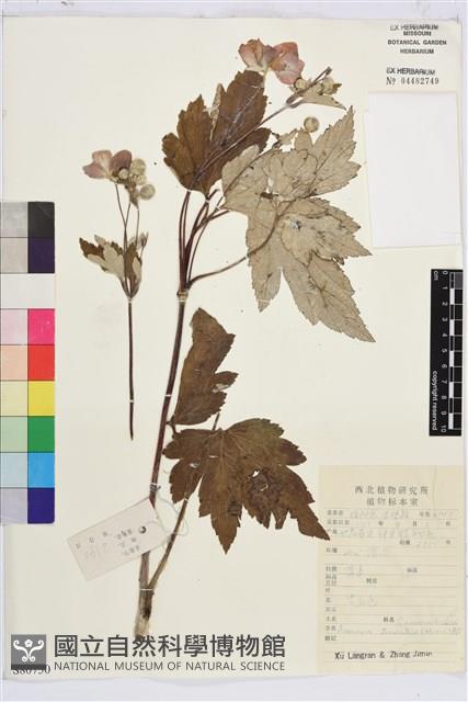 大火草藏品圖，第1張