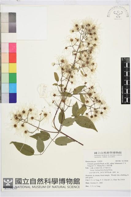 梨山小蓑衣藤藏品圖，第1張