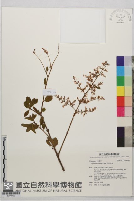小實女貞藏品圖，第1張