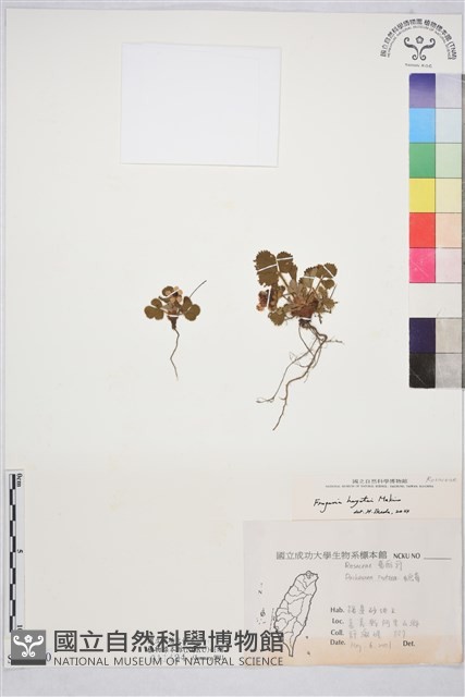 臺灣草莓藏品圖，第1張