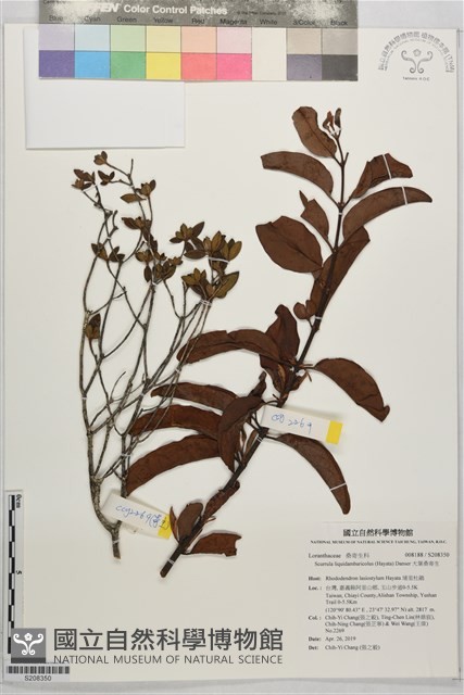 大葉桑寄生藏品圖，第1張