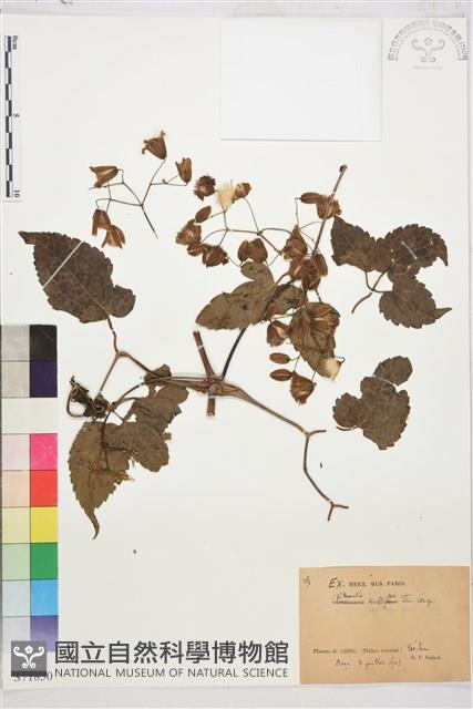 杯柄鐵線蓮藏品圖，第1張