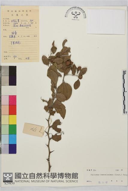 馬甲子藏品圖，第2張