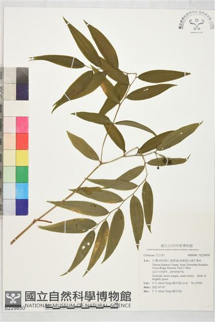 登錄號:S229850藏品圖，第1張