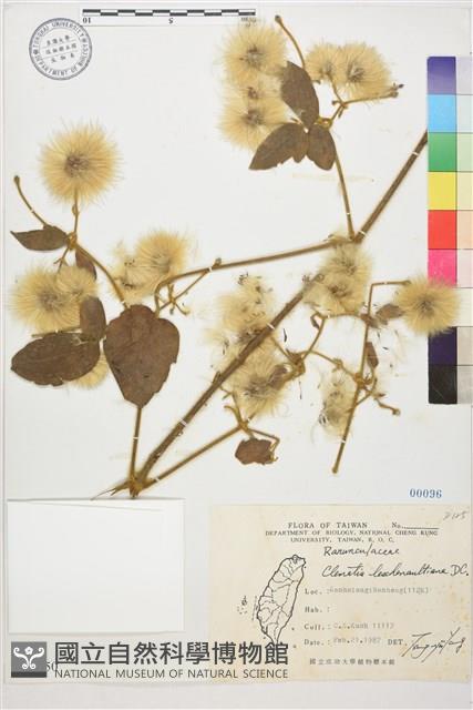 銹毛鐵線蓮藏品圖，第1張