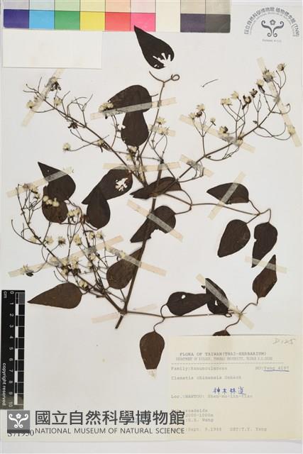 威靈仙藏品圖，第1張