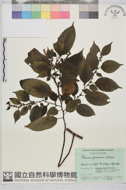 桶鉤藤藏品圖，第1張