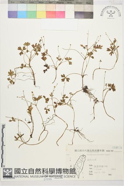 疏花毛茛藏品圖，第1張