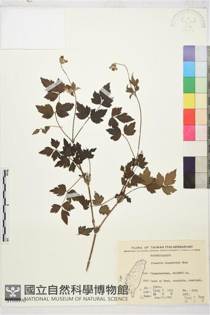 高山鐵線蓮藏品圖，第1張