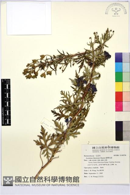 臺灣烏頭藏品圖，第1張