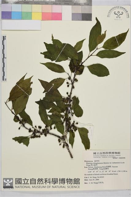 塔山鼠李藏品圖，第1張