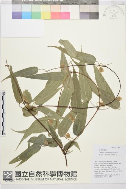 雲南鐵線蓮藏品圖，第1張