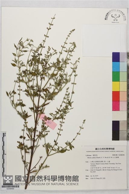 石薺薴藏品圖，第1張
