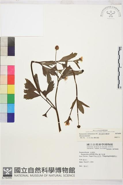 水辣菜、禺毛茛藏品圖，第1張